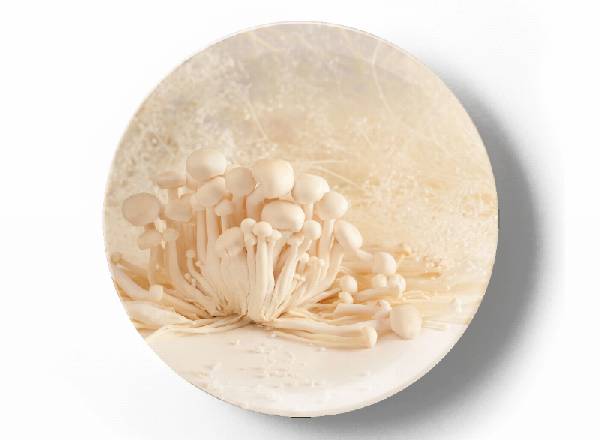 Грибное царство