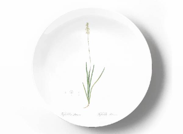 Decorative plate Pierre-Joseph Redouté Tofieldia