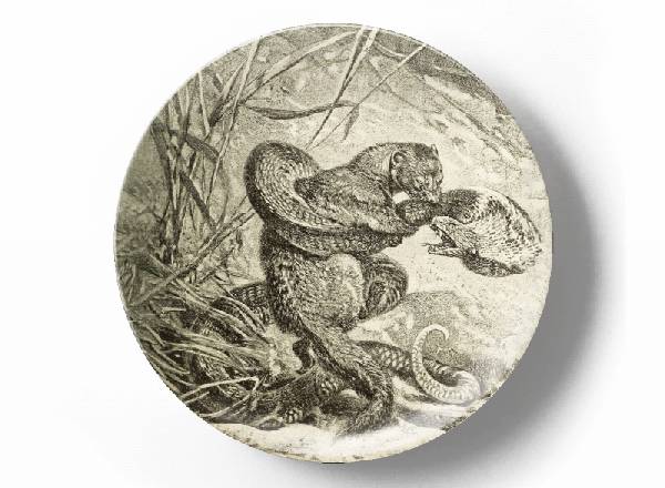 Рикки-Тики-Тави в битве