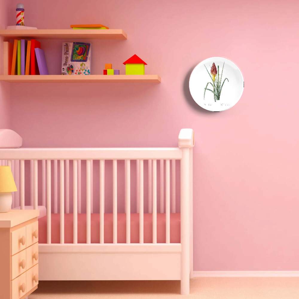 Книпхофия ягодная — Пьер Жозеф Редуте